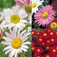 Pyrethrum Daisy Flower Seeds Heirloom Non-GMO High Germination Organic Garden Seeds for Planting