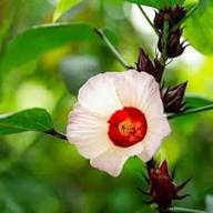 White Roselle Flower Seeds Heirloom Non-GMO High Germination Organic Garden Seeds for Planting
