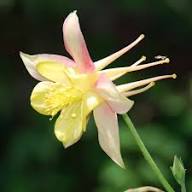 Giant Aquilegia Flower Seeds Pink Yellow for Planting Heirloom Non-GMO High Germination Organic Garden Seeds