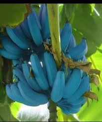 Blue Java Banana (Ice Cream Banana) Fruit Seeds for Planting – Heirloom Non-GMO High Germination Organic Garden Seeds