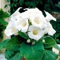 Gloxinia Flower Seeds White – Heirloom, Non-GMO, High Germination Organic Garden Seeds