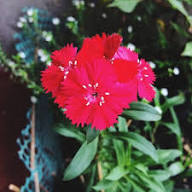 Red Dianthus Flower Seeds for Planting – Heirloom, Non-GMO, High Germination Organic Garden Seeds