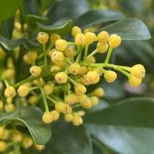 Yellow Aglaia Odorata Seeds for Planting Heirloom Non-GMO High Germination Organic Garden Seeds