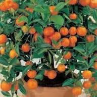 Marmalade Orange Plant Seeds Heirloom Non-GMO High Germination Organic Garden Seeds for Planting