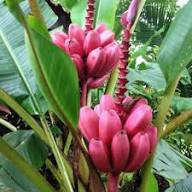 Musa Yunnan Banana Seeds Heirloom Non-GMO High Germination Organic Garden Seeds for Planting