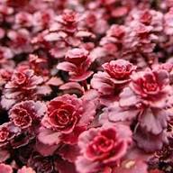 Red Sedum Voodoo Flower Seeds for Planting – Heirloom, Non-GMO, High Germination Organic Garden Seeds