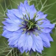 Purple Nigella Flower Seeds – Heirloom, Non-GMO, High Germination Organic Garden Seeds for Planting