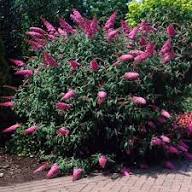 Purple Buddleia Flower Seeds for Planting Heirloom Non-GMO High Germination Organic Garden Seeds
