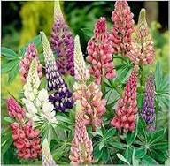 Semillas de Flores de Lupino Mixtas – Legado, No-Transgénicas, Semillas de Alta Germinación