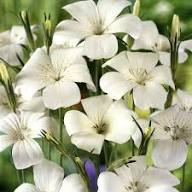 White Agrostemma Flower Seeds Heirloom Non-GMO High Germination Organic Garden Seeds