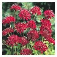 Red Pincushion Flower Seeds – Heirloom, Non-GMO, High Germination Organic Garden Seeds for Planting