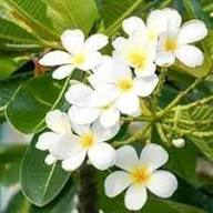 White Michelia Seeds for Planting Heirloom Non-GMO High Germination Organic Garden Seeds