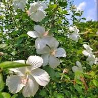 White Blooming Hibiscus Flower Seeds – Heirloom, Non-GMO, High Germination, Organic Garden Seeds