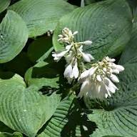 White Hosta Plantaginea Flower Seeds Heirloom Non-GMO High Germination Organic Garden Seeds for Planting