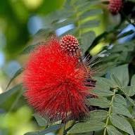 Red Calliandra Flower Seeds Heirloom Non-GMO High Germination Organic Garden Seeds for Planting