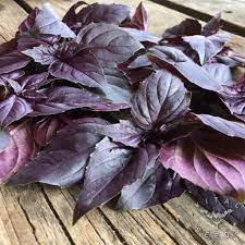 basil siam flower seeds