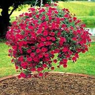 Marron Petunia Flower Seeds Heirloom Non-GMO High Germination Organic Garden Seeds for Planting