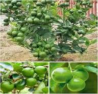 Organic Lemon Plant Seeds for Planting – Heirloom Non-GMO High Germination Organic Garden Seeds