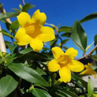 Yellow Gelsemium Sempervirens Flowers Seeds Heirloom Non-GMO High Germination Organic Garden Seeds for Planting
