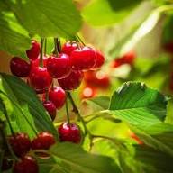 Mixed Cherry Seeds – Heirloom, Non-GMO, High Germination Organic Garden