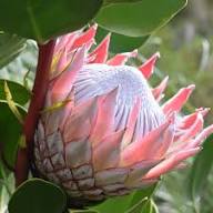 Protea Flower Seeds Fresh Seeds – Heirloom Non-GMO High Germination Organic Garden Seeds for Planting