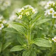 White Erysimum Flower Seeds Heirloom Non-GMO High Germination Organic Garden Seeds for Planting