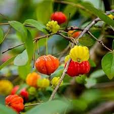 Semillas de pitanga mixtas – Variedad tradicional, sin OMG, semillas de jardín orgánicas de alta germinación para sembrar