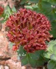 Red Rhodiola Rosea Flower Seeds for Planting – Heirloom Non-GMO High Germination Organic Garden Seeds