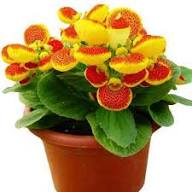Calceolaria Flower Seeds Red Yellow – Heirloom Non-GMO High Germination Organic Garden Seeds