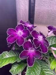 Purple Streptocarpus Flower Seeds – Heirloom, Non‑GMO, High Germination Organic Garden Seeds