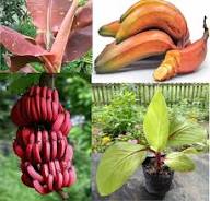 Mixed Banana Tree Seeds – Heirloom, Non-GMO, High Germination Organic Garden Seeds