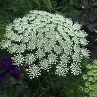 Semillas de flor Visnaga blanca, reliquia, sin OMG, alta germinación, semillas orgánicas para jardín para sembrar