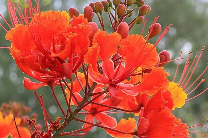 Red Caesalpinia Pulcherrima Bird of Paradise Flower Seeds for Planting | Heirloom Non-GMO