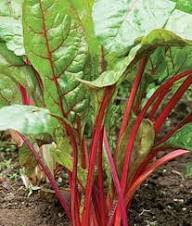 Mixed Chard Lucullus Vegetable Seeds Heirloom Non-GMO High Germination Organic Garden Seeds for Planting