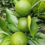 Eureka Lemon Plant Seeds Heirloom Non-GMO High Germination Organic Garden Seeds for Planting