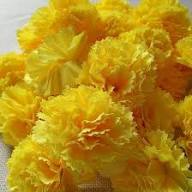 Yellow Carnation Flower Seeds – Heirloom, Non-GMO, High Germination Organic Garden Seeds