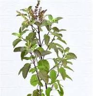 Green Tulsi Basil Plant Seeds Heirloom Non-GMO High Germination Organic Garden Seeds for Planting