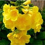Yellow Eccremocarpus Flower Seeds – Heirloom Non-GMO High Germination Organic Seeds