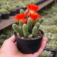 Mixed Echinopsis Flower Seeds – Heirloom, Non-GMO, High Germination Seeds