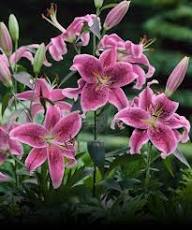 Pink Lilium Flower Seeds – Seeds for Planting, Heirloom, Non-GMO, High Germination Organic Garden Seeds