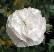 White Carnation Flower Seeds Heirloom Non-GMO High Germination Organic Garden Seeds