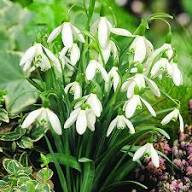 Semillas de Galanthus Doble Blanco Heirloom No Modificadas Genéticamente Alta Germinación Semillas Orgánicas para Jardín