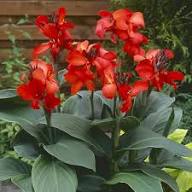 Red Cannalily Flower Seeds – Heirloom, Non-GMO, High Germination Organic Garden Seeds for Planting Seeds for Planting