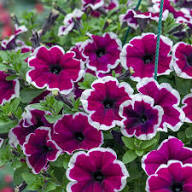 Semillas de Petunia Granate Blanca – Variedad Tradicional, No Modificadas Genéticamente, Semillas de Alta Germinación