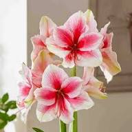 Pink Amaryllis Hippeastrum Flower Seeds for Planting – Heirloom, Non-GMO, High Germination Organic Garden Seeds