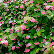 Actinidia Kolomikta Seeds – Hardy &amp; Sweet Kiwi Fruit Trees, Heirloom Non-GMO High Germination Organic Garden Seeds for Planting