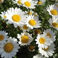 Pyrethrum Flower Seeds White Heirloom Non-GMO High Germination Organic Garden Seeds for Planting