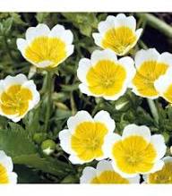 Limnanthes Flower Seeds Yellow White – Heirloom Non-GMO High Germination