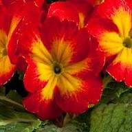 Primrose Flower Seeds Red for Planting – Heirloom Non-GMO High Germination Organic Garden Seeds