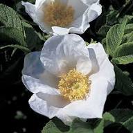 White Rosa Rugosa Flower Seeds Heirloom Non-GMO High Germination Organic Garden Seeds